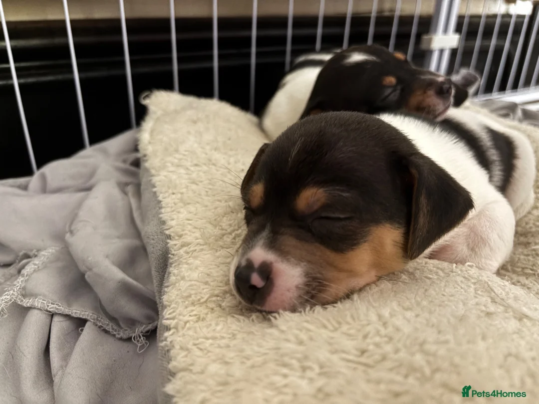 Mixed Breed dogs for sale: Jackawawa boy - Advert 2