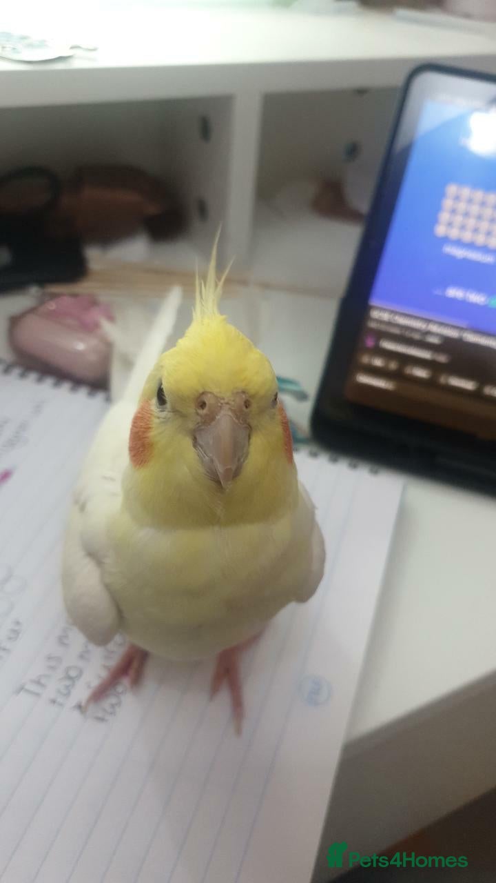 Cockatiels birds TAMED PAIR COCKATIELS (includes everything) - Advert 11
