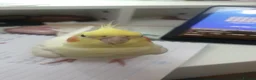 Cockatiels birds for sale: TAMED PAIR COCKATIELS (includes everything) in Stalybridge - Advert 8