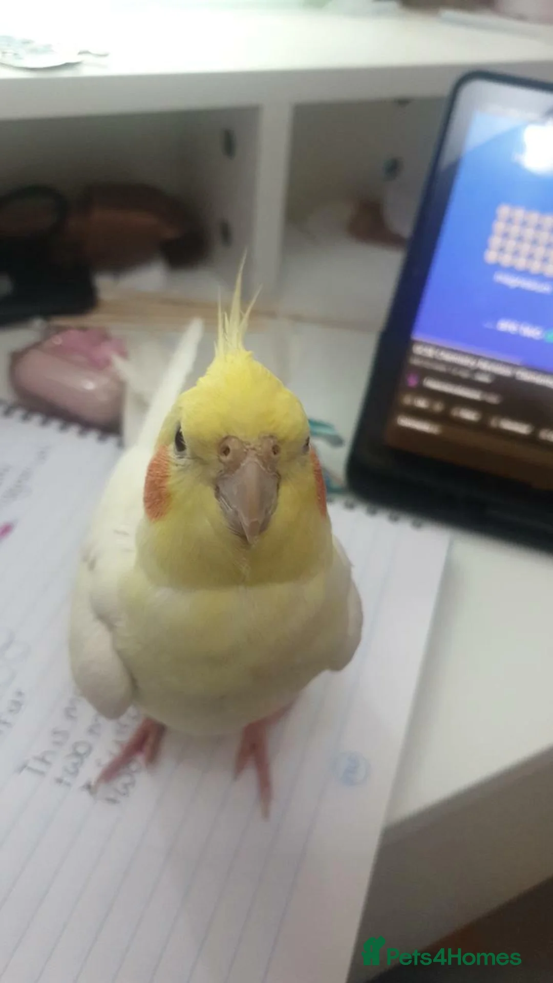 Cockatiels birds for sale: TAMED PAIR COCKATIELS (includes everything) - Advert 2
