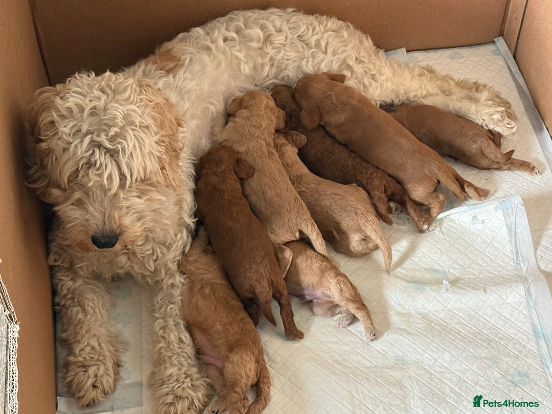 Cockapoo dogs for sale: Beautiful F2 Cockapoo Puppies - Image 7