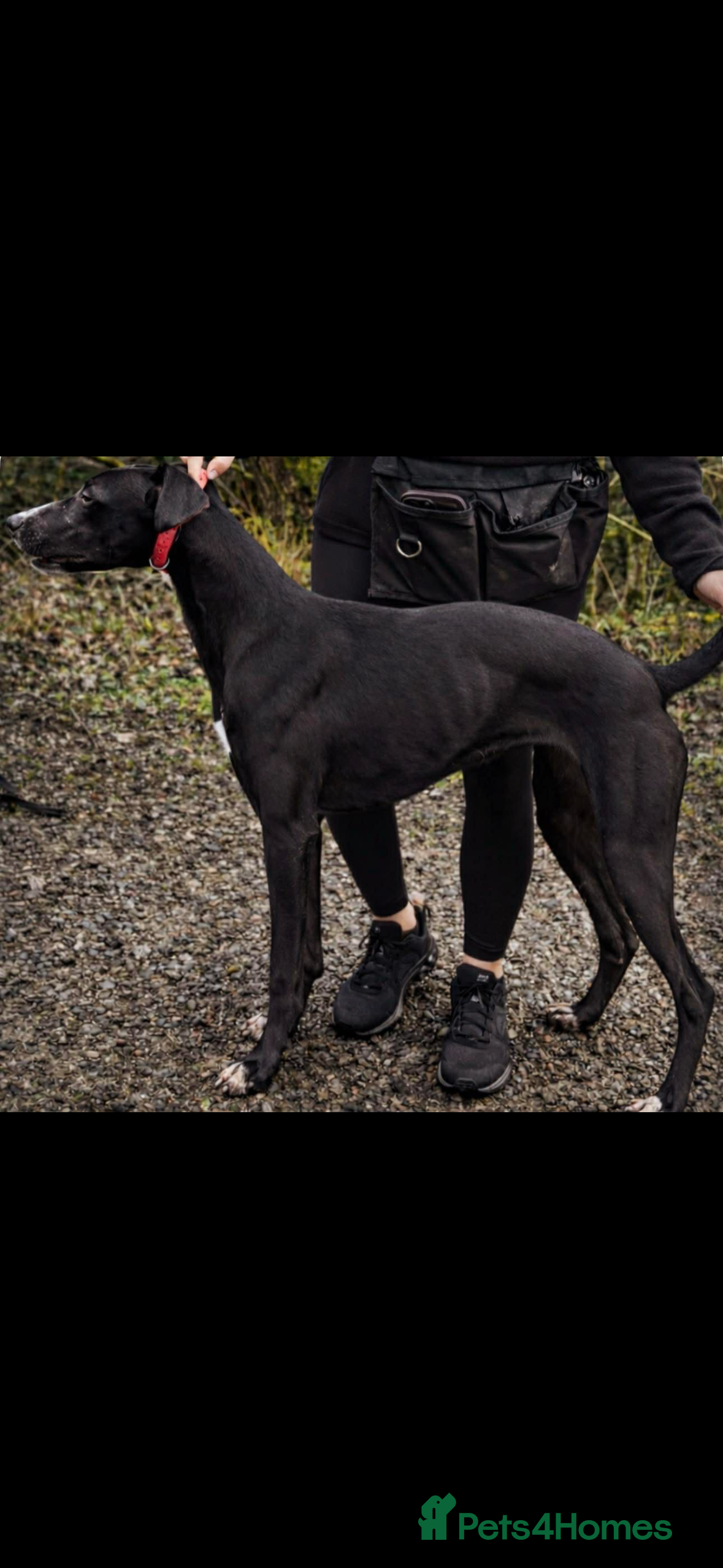 Lurcher dogs Female lurcher  - Advert 11