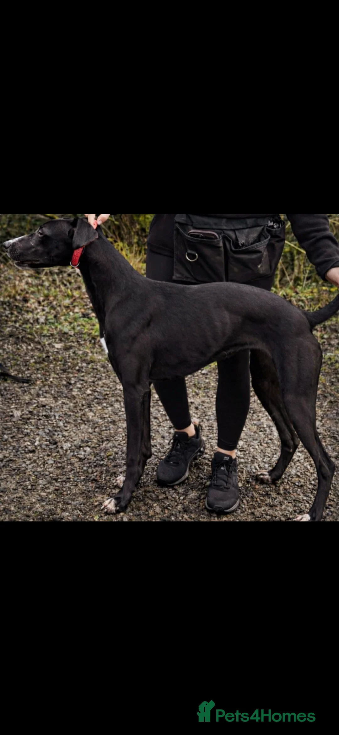 Lurcher dogs for sale: Female lurcher  - Advert 1