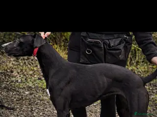 Lurcher dogs Female lurcher - Advert 11