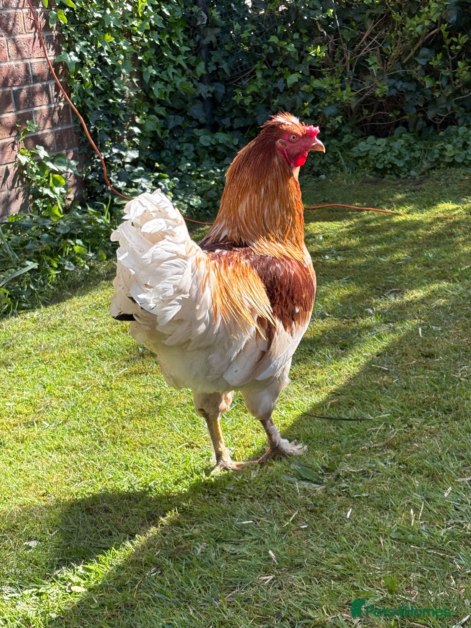 Chickens poultry friendly rooster  - Advert 1