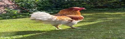 Chickens poultry for sale: friendly rooster  - Advert 5