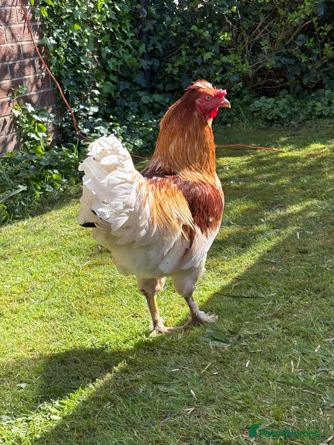 Chickens poultry for sale: friendly rooster  - Advert 1