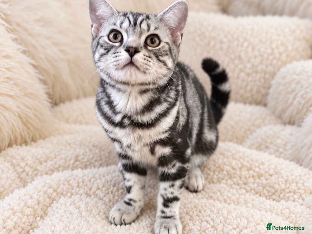 British Shorthair cats Stunning Silver BSH Kittens GCCF Champion Lines - Advert 2