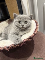 Scottish Fold cats LAST Scottish straight girl left - Advert 16