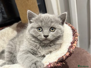 Scottish Fold cats LAST Scottish straight girl left - Advert 4