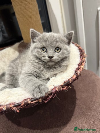 Scottish Fold cats LAST Scottish straight girl left - Advert 3