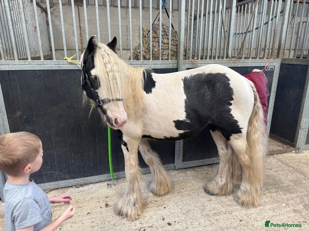 Irish Cob horses for sale: 3 year old cob  - Image 2