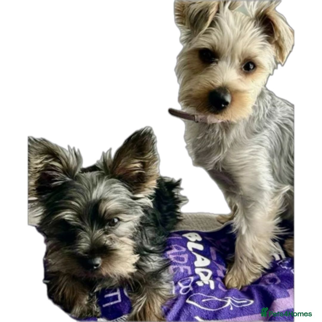 Yorkshire Terrier dogs for sale: Yorkshire terriers - Advert 8