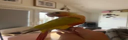 Conures birds for sale: Pineapple conure  in Stevenage - Advert 3
