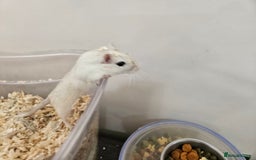 Gerbil rodents for sale: 2 female gerbils oreo and cream - Image 5