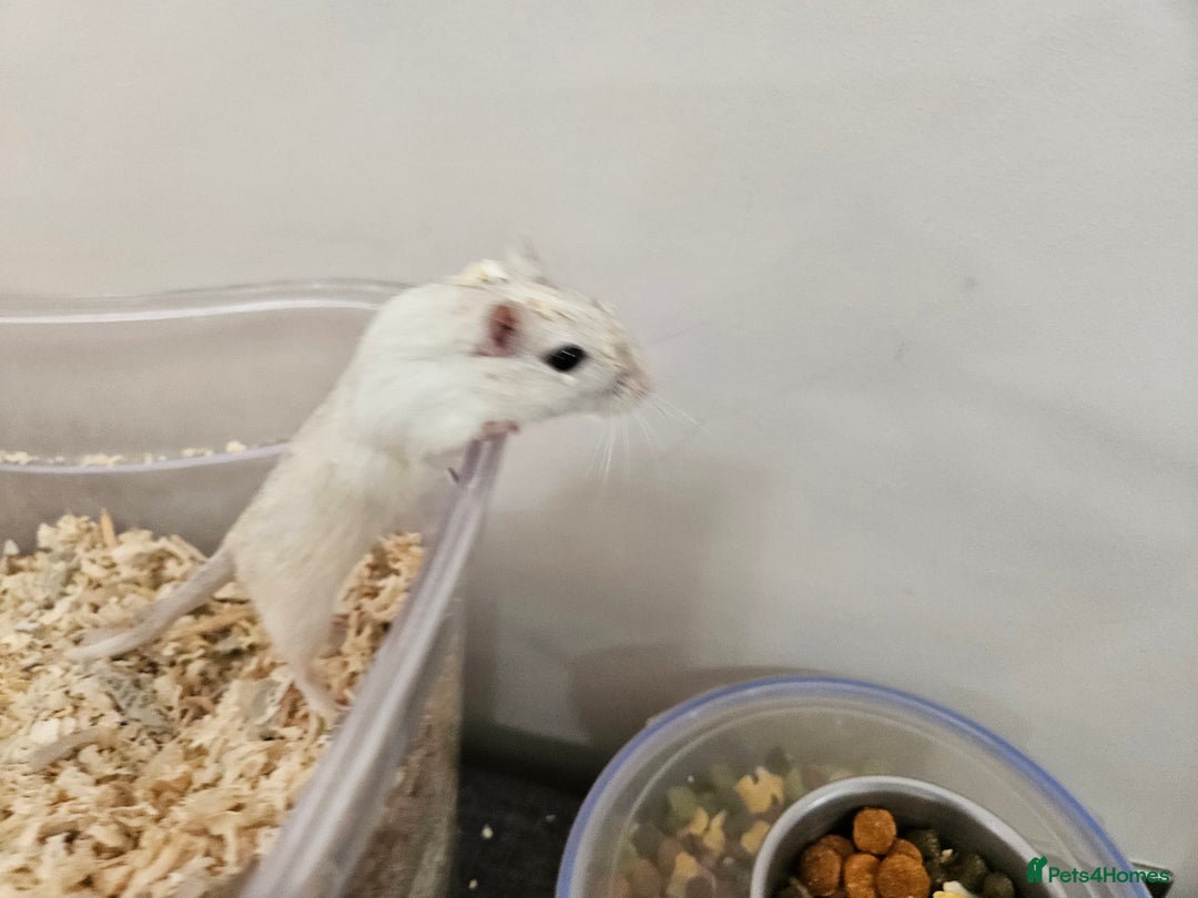 Gerbil rodents for sale: 2 female gerbils oreo and cream - Image 5