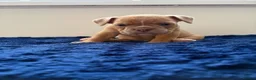 Olde English Bulldogge dogs for sale: Olde English bulldog puppies  - Advert 10