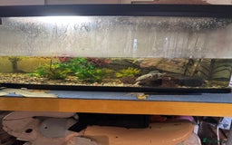 Terrapin reptiles for sale: Male Musk Turtle - Image 5