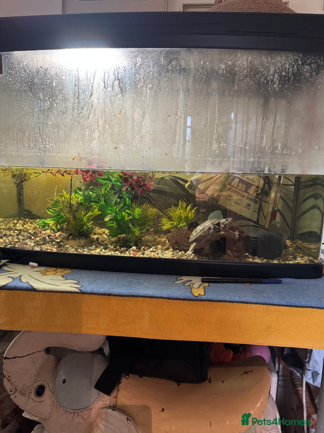 Terrapin reptiles for sale: Male Musk Turtle - Image 5