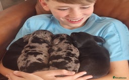 Miniature Dachshund dogs for sale: Stunning KC Health Tested Miniature Dachshunds - Image 14