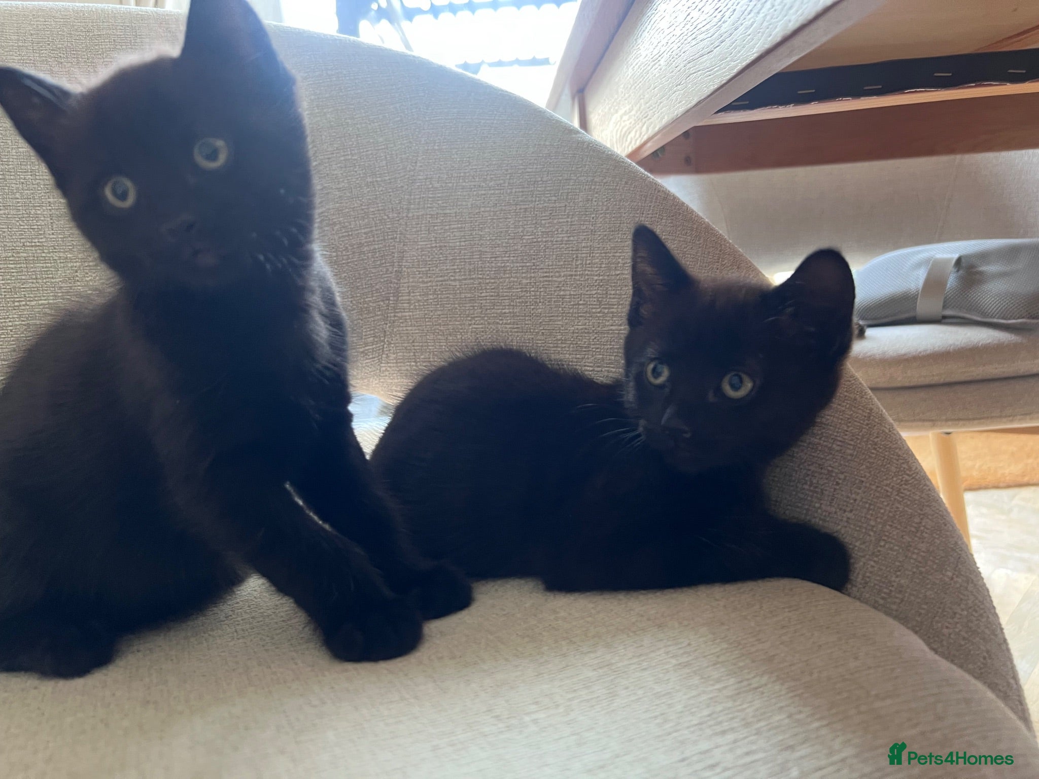 British Shorthair cats Two black male kittens - Advert 1