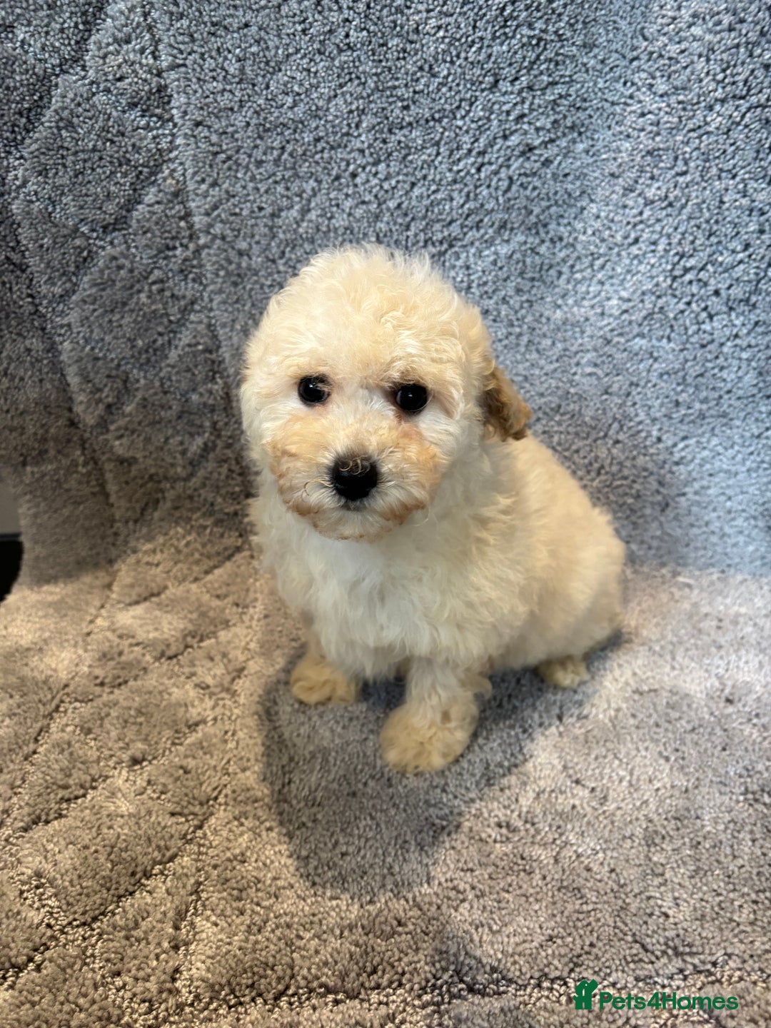 Poochon dogs for sale: Beautiful f1 poochon puppys READY NOW!!! - Advert 14
