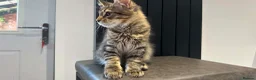 Maine Coon cats for sale: Beautiful Maine Coon Kittens for Sale - Advert 9