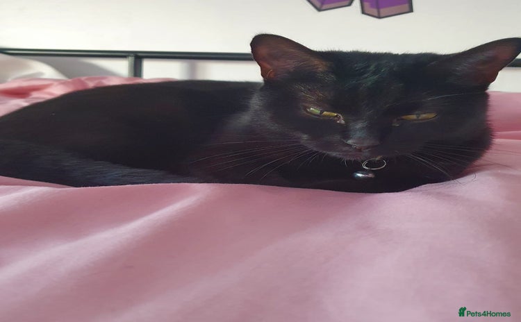 Domestic Shorthair cats Ready to leave now  - Advert 3