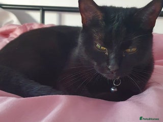 Domestic Shorthair cats Ready to leave now - Advert 2