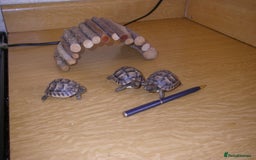 Tortoise reptiles for sale: Spur Thighed Baby Tortoises - Image 1
