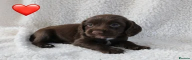 Sprocker 4