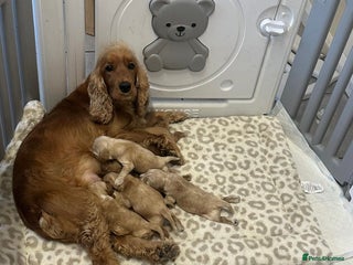 Cocker Spaniel dogs 🌟STUNNING SHOW COCKER SPANIEL PUPPIES🌟 - Advert 9