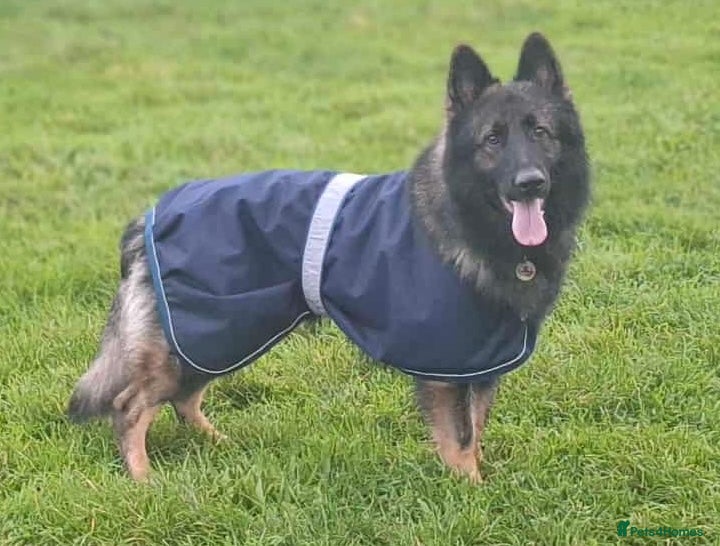 German Shepherd dogs PROVEN German shepherd for stud  in Bexhill-on-Sea - Advert 2