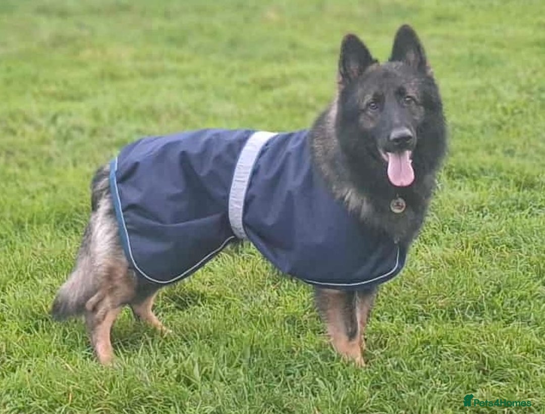 German Shepherd dogs for stud: German shepherd for stud  in Bexhill-on-Sea - Image 1