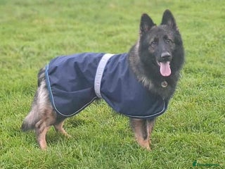 German Shepherd dogs in Bexhill-on-Sea - Advert 19