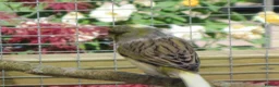 Canaries birds for sale: Gloster Canary Male - Advert 6