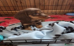 Dachshund dogs for sale: KC Long Haired Miniature Dachshund Puppies - Image 13