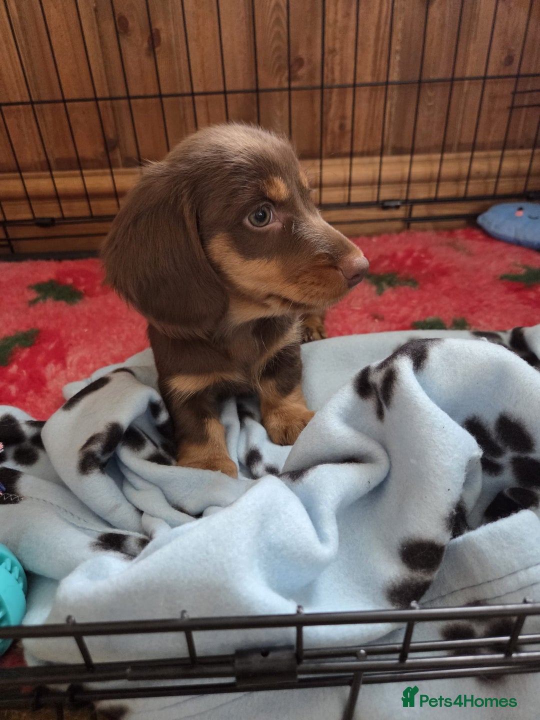 Dachshund dogs for sale: KC Long Haired Miniature Dachshund Puppies - Image 13