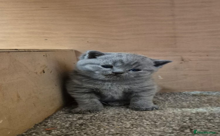 British Shorthair cats - Advert 10
