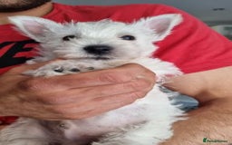 West Highland Terrier dogs for sale: TOP QUALITY WESTIE PUPPIES - Image 4