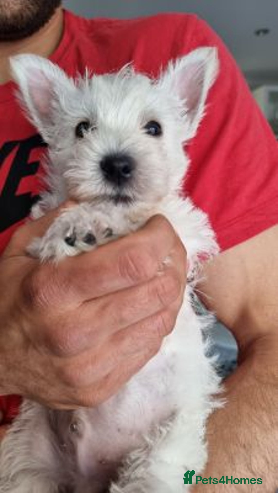 West Highland Terrier dogs for sale: TOP QUALITY WESTIE PUPPIES - Image 4