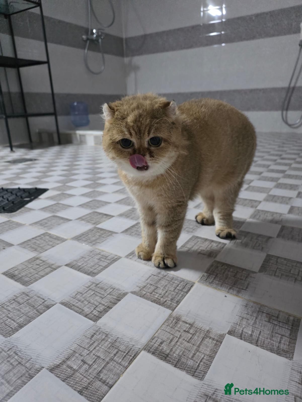 Domestic Shorthair cats Rosey  - Advert 2