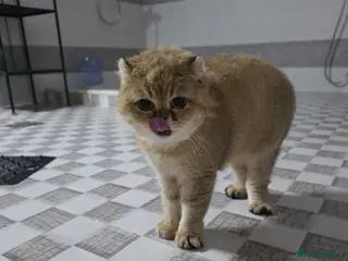 Domestic Shorthair cats Rosey - Advert 1