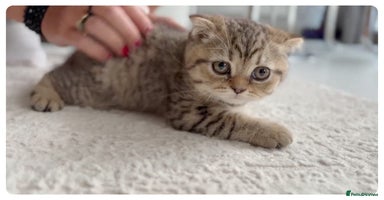 Scottish Fold cats - Advert 16