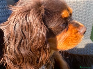 Cavalier King Charles Spaniel dogs - Advert 7