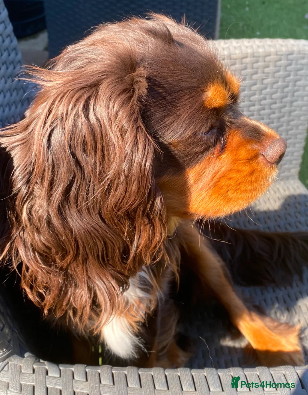 Cavalier King Charles Spaniel dogs for stud: 🤎 Chocolate and Tan 🤎  - Advert 1