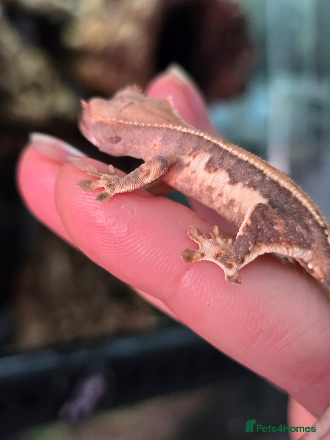 Gecko reptiles for sale: Crested geckos  - Image 15