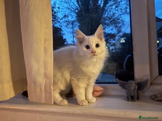 Maine Coon cats Beautiful rare full maine coon kitten white - Advert 3