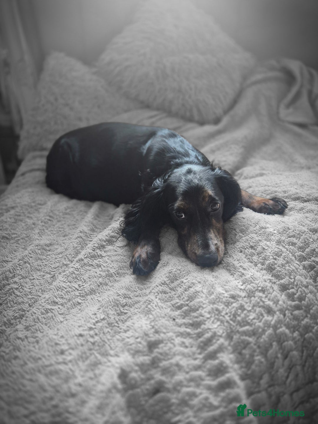 Sprocker dogs for sale: Sprocker Spaniel Puppies  - Image 20