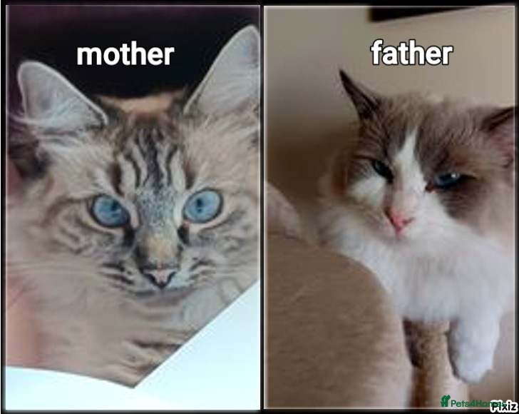 Ragdoll cats Ragdoll kittens - Advert 2